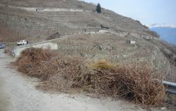 potature dei vigneti