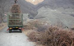 raccolta potature dei vigneti