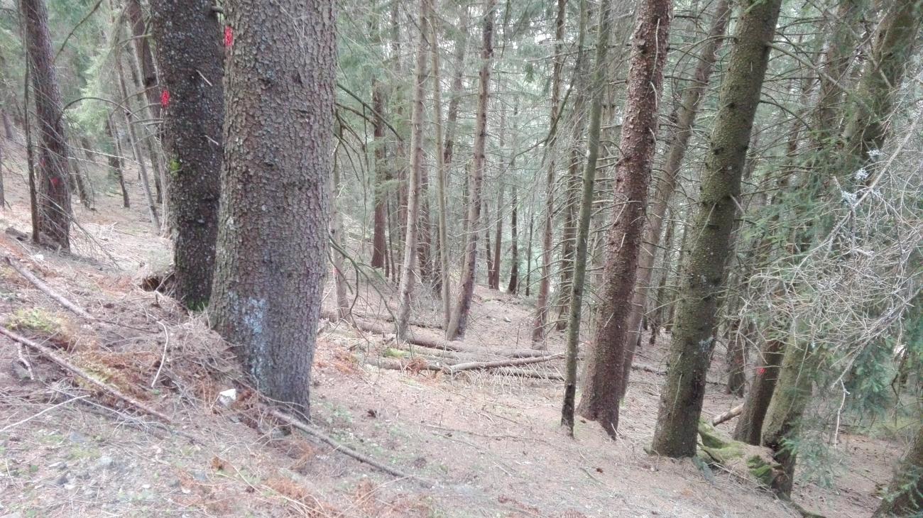 Martellata lotto loc. Piane (Tirano)