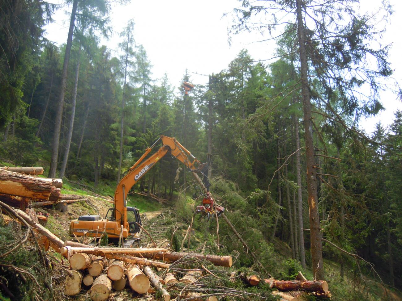 loc. Quadrada - sramatura e allestimento del legname