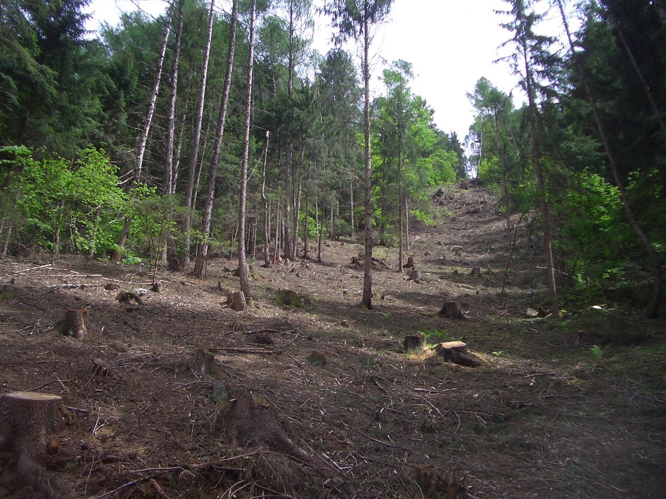 Lotto boschivo Tirano